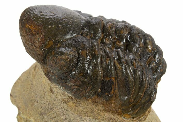 Bargain, Curled Reedops Trilobite - Atchana, Morocco #341311